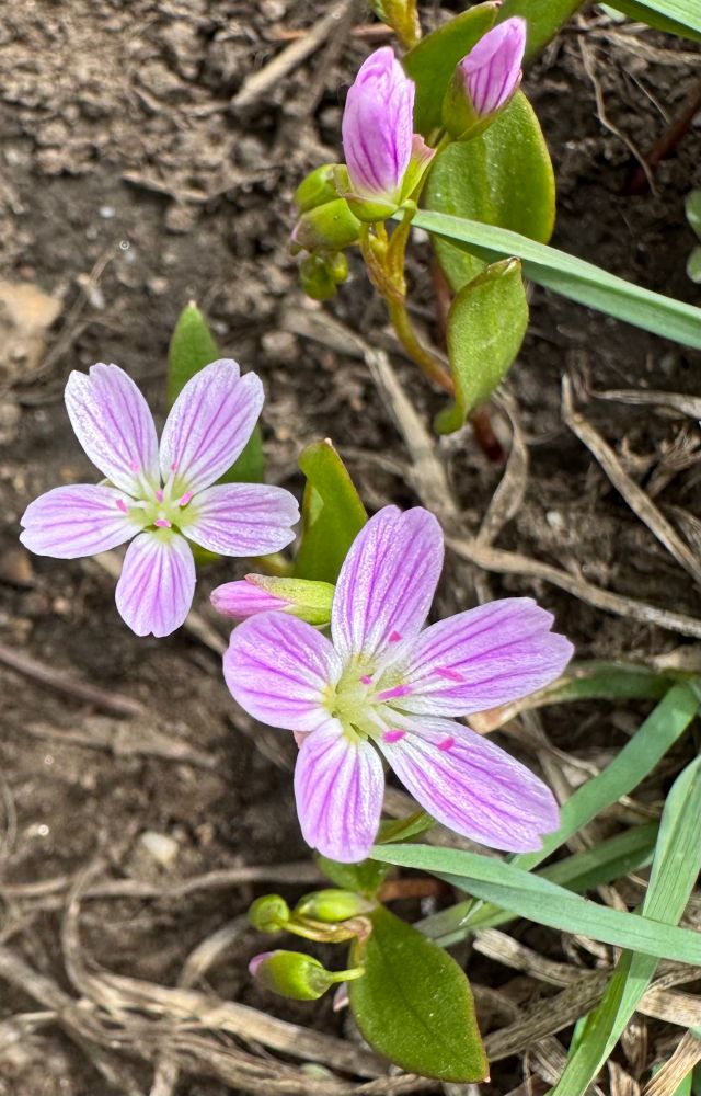 Pink streaked white flowers 