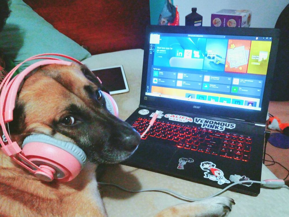 A German-shepherd mix laying on a bed. She is looking towards the camera, slightly concerned. Large headphones with a mic attachment adorn her head. In front of her, an open laptop with Windows market open. The keyboard is littered with stickers ranging from two rabbits cuddling, the venomous pinks, califia farms, and a cat's face. The floor has dog toys littered around, and a bag of dog treats sits on a desk in the background.