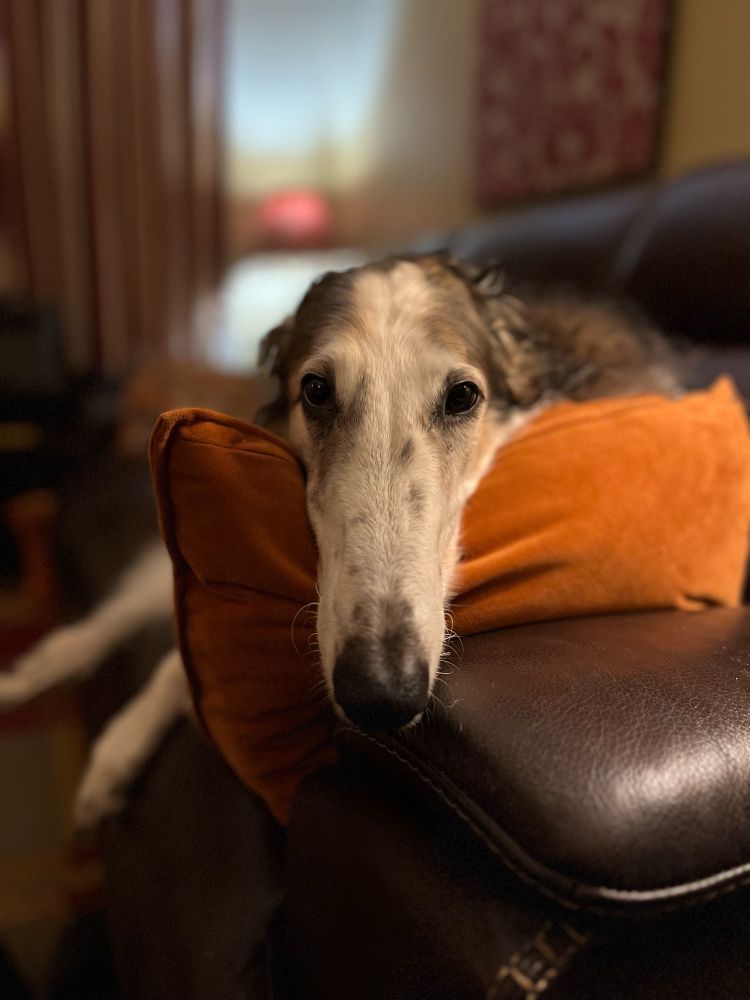 Borzoi lying on a couch with his head facing me on a pillow. 