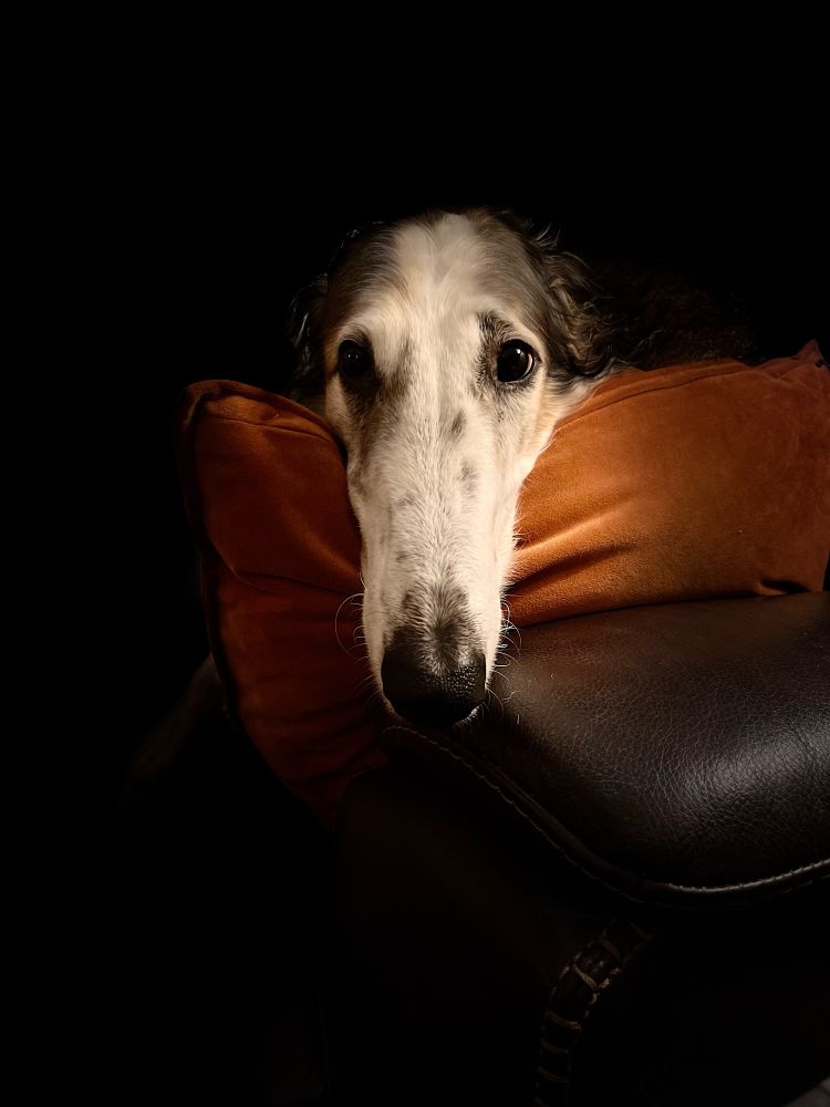 Borzoi lying on a couch with his head facing me on a pillow.  With only the head and pillow and couch arm showing. Artistic like. 