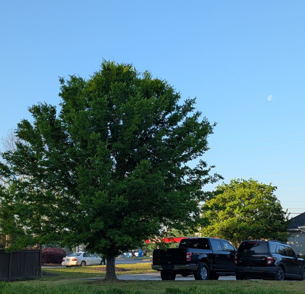 A tree with the moon in the sky. Some vehicles in the foreground. 