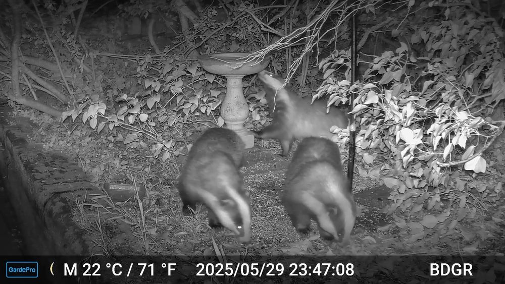 Still image from night vision video. An overgrown, 'natural' section of a garden. Two badgers in the foreground, snuffling. One badger behind them, investigating a stone birdbath. 