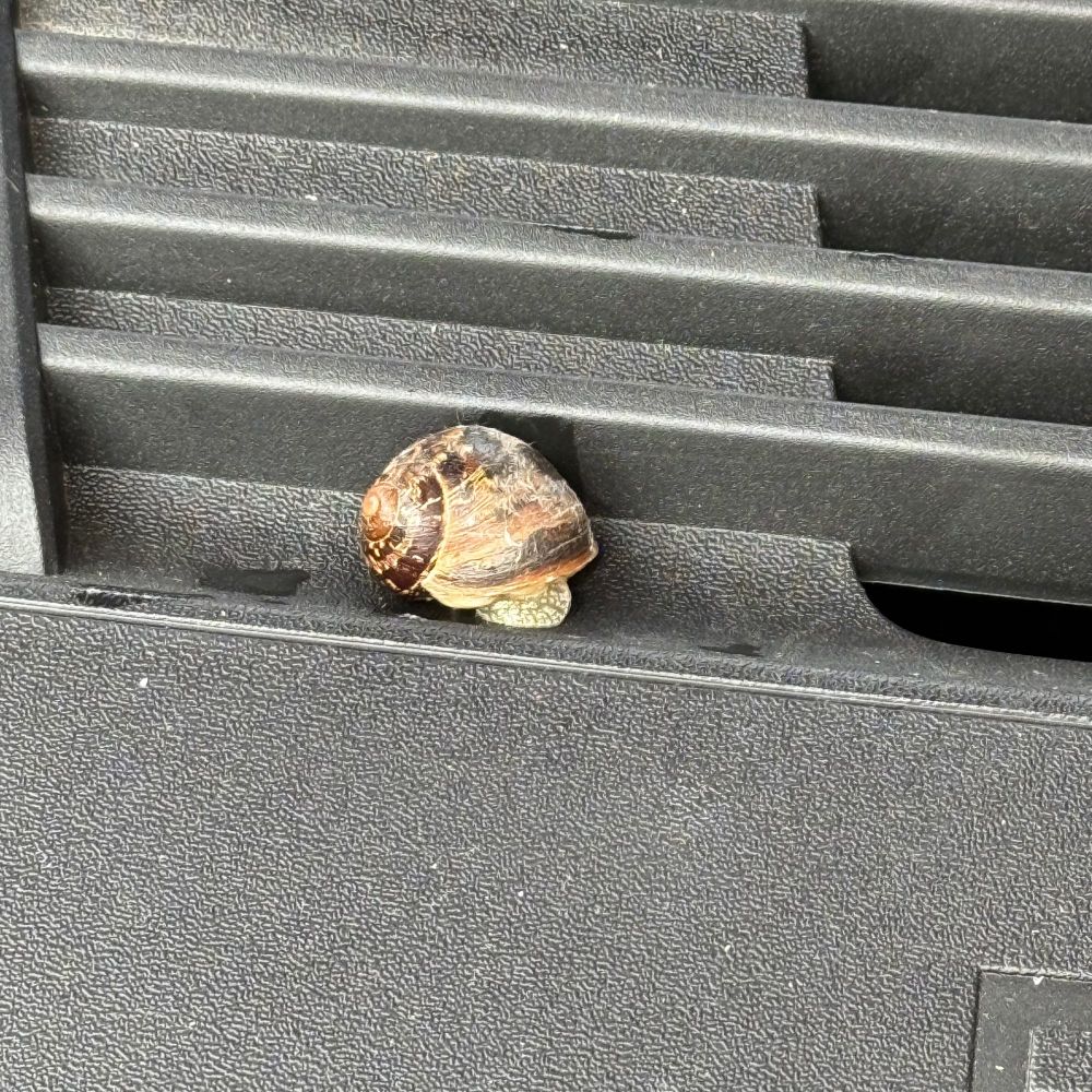 A photo of a plastic panel inside a car boot. There is a garden snail snoozing between the ridges.