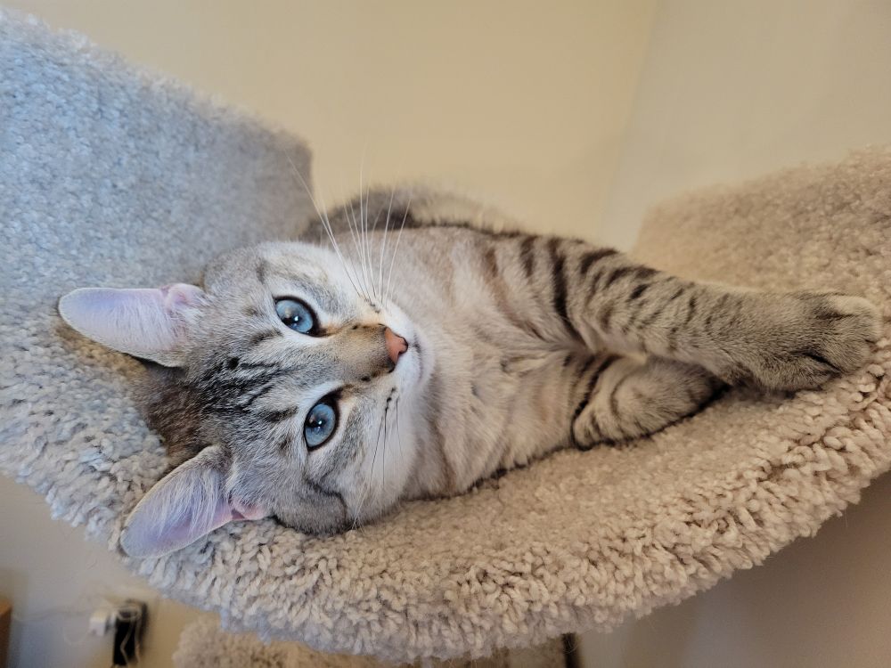 A grey and black striped cat with pretty blue eyes