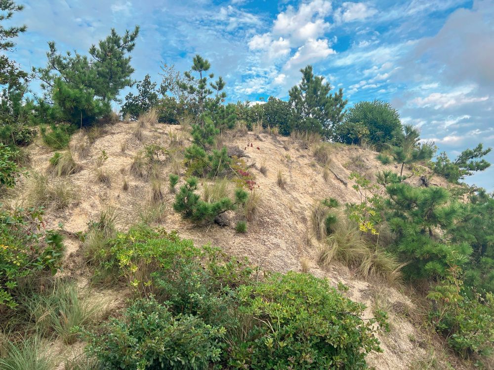 地中美術館近くの植物と青空