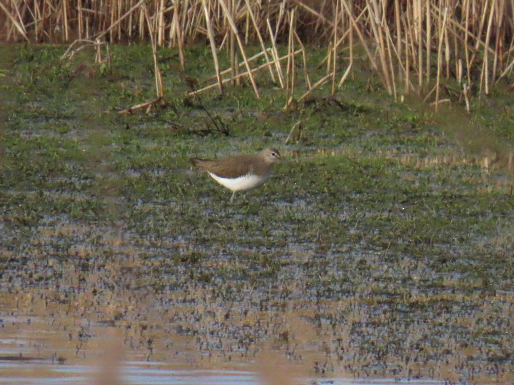 Green sandpiper 