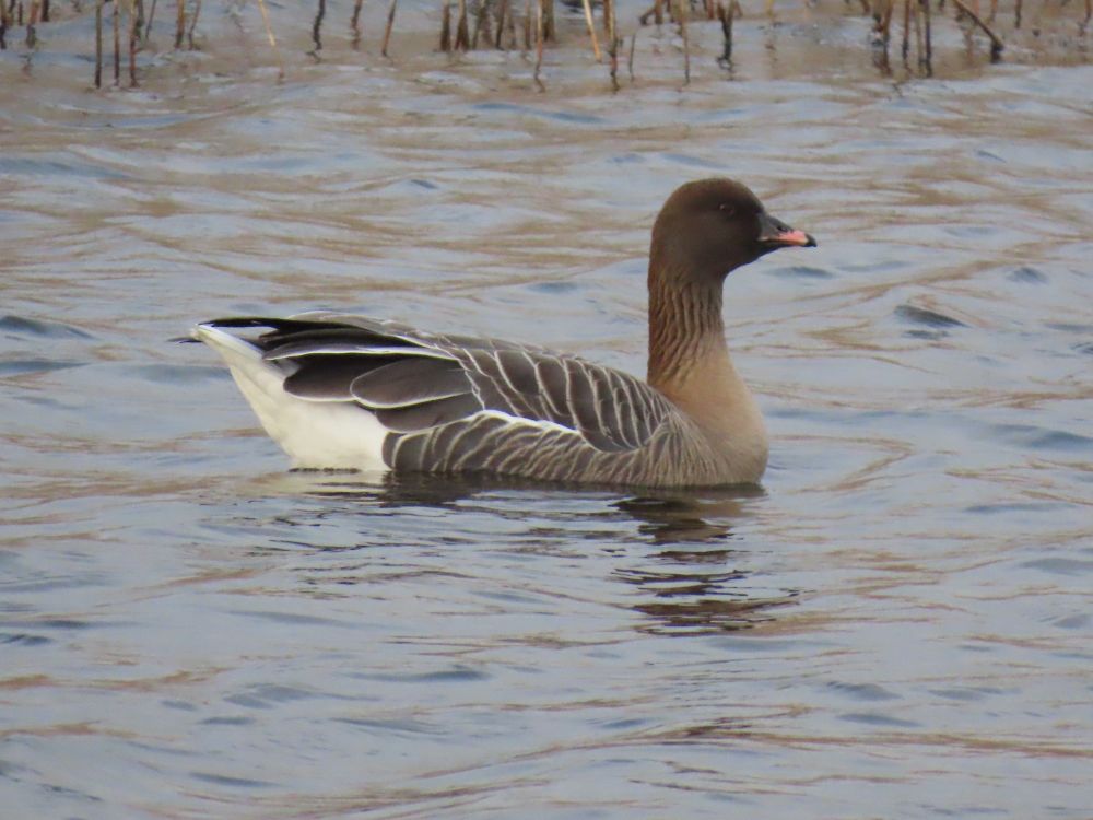 Pink-footed goose 
