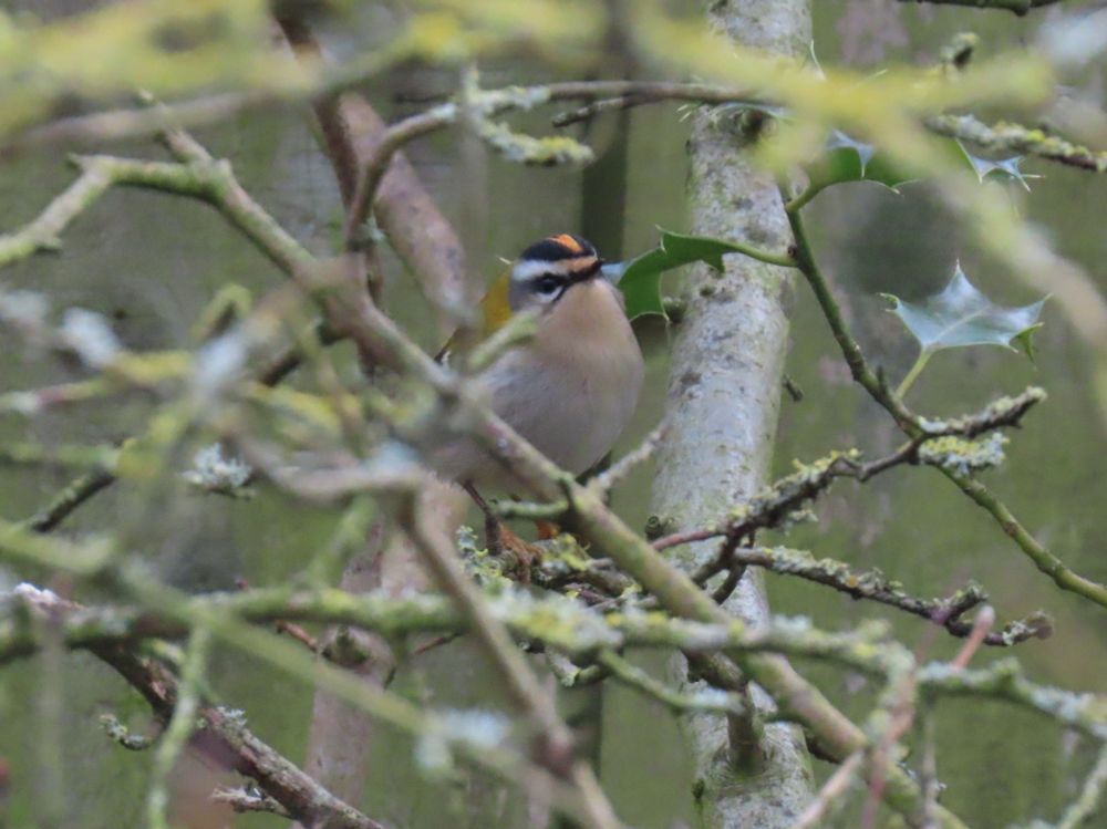 Firecrest 