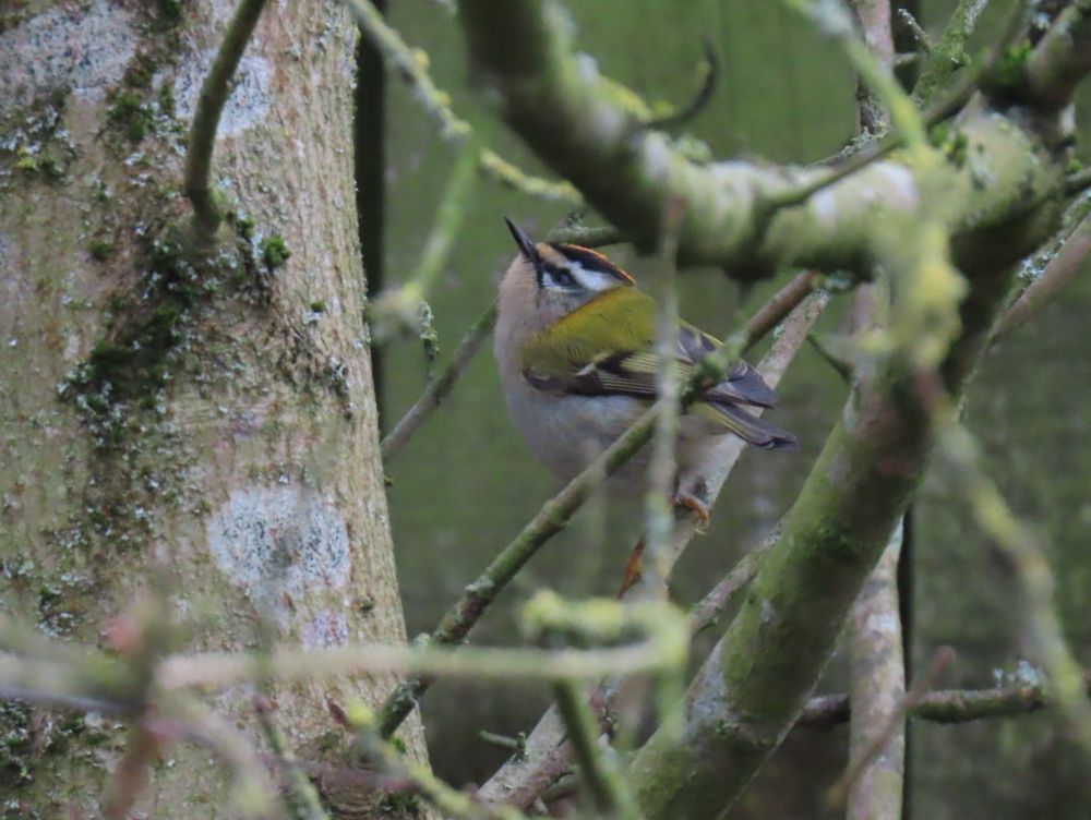 Firecrest 