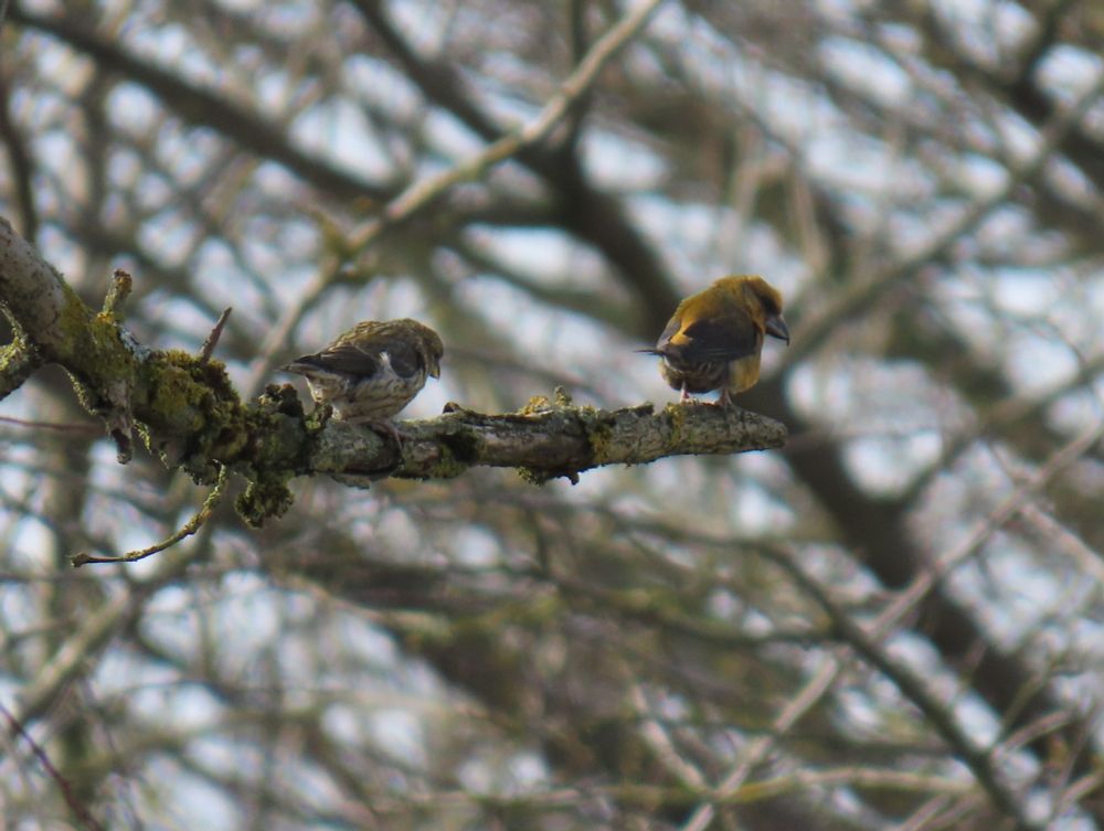 Crossbills