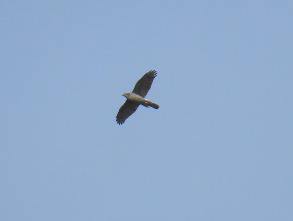Goshawk 