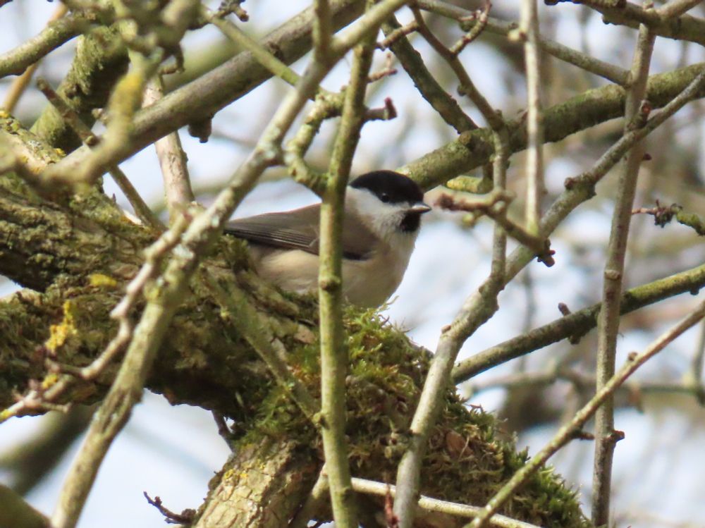 Marsh tit