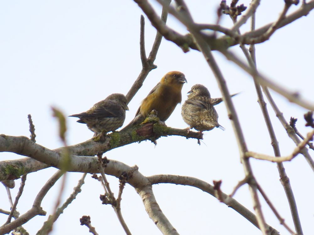Crossbill juvs and female 