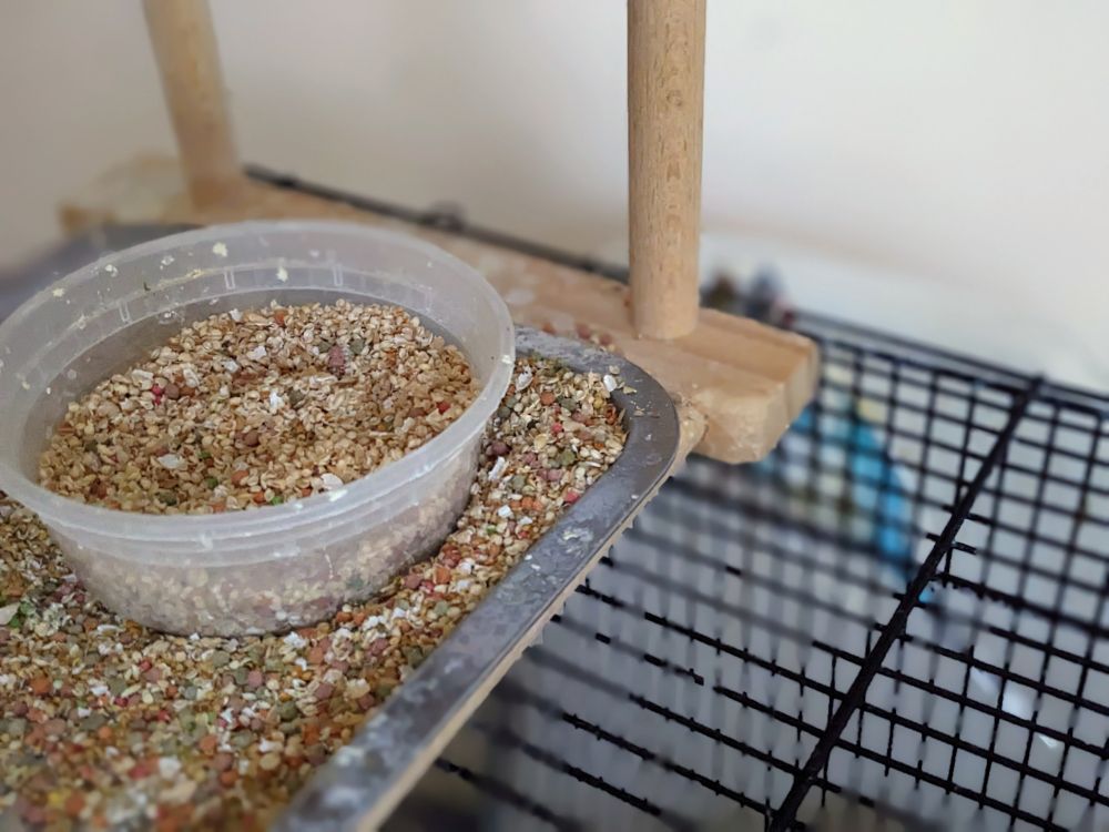 A four-legged wooden bird playground with a metal tray as its base, which holds a plastic tub of bird seed, sits on top of a black bird cage. Lego, a blue and white parakeet with a bad leg, clings to the back of the cage, hiding from the camera.