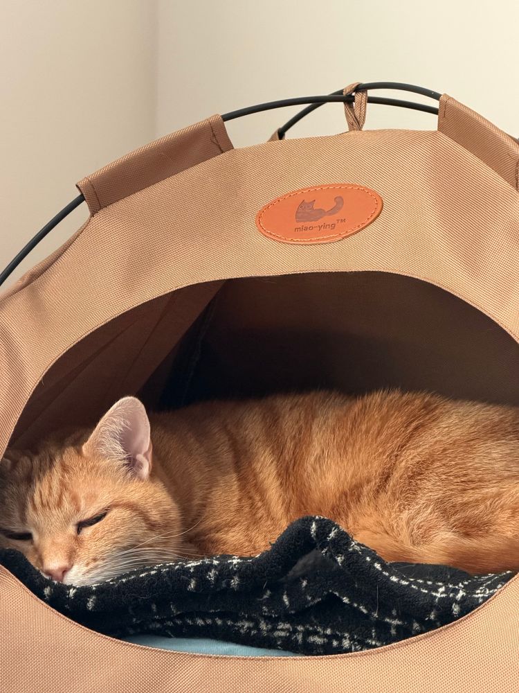 Orange tabby cat sitting in a tent made for cats. He’s got a blanket and heating pad turns on and is living the life of comfort. 