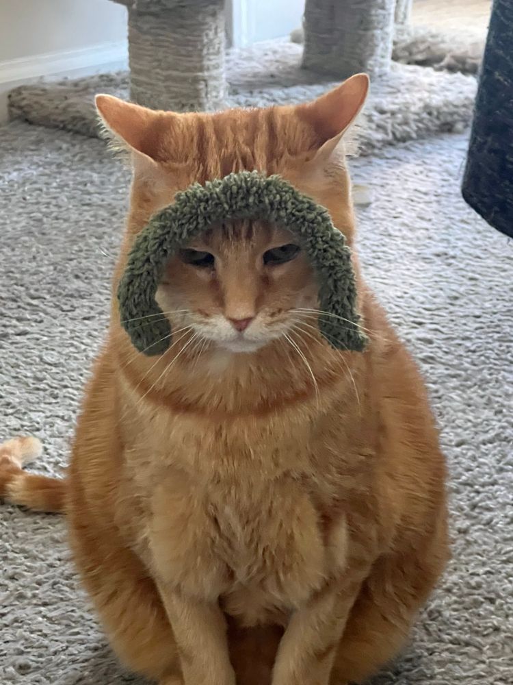An orange cat with an annoyed look towards the camera. He has a piece of green yarn draped across his head, placed there by me. He is not thrilled by this adornment.