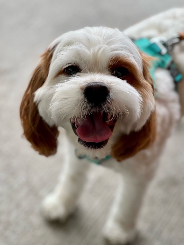 A photo of my King Charles spaniel/poodle mix. He still looks like a puppy, even though he’s middle-aged now.