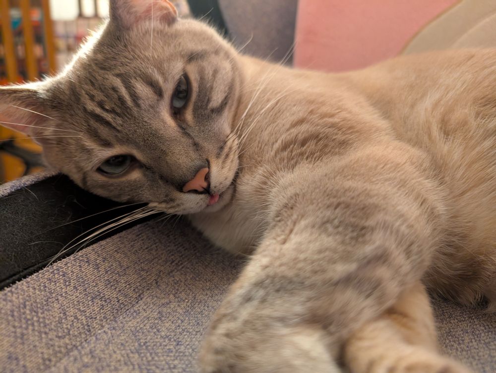A grey and tan cat with blue eyes lying on his side.  He is sticking out his tongue just a little bit.
