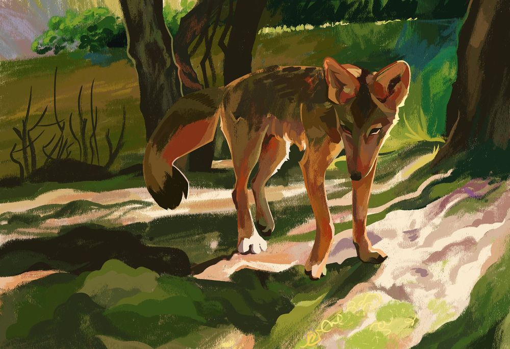 A painting of a coyote beside a river, shadow and light being cast from the right.