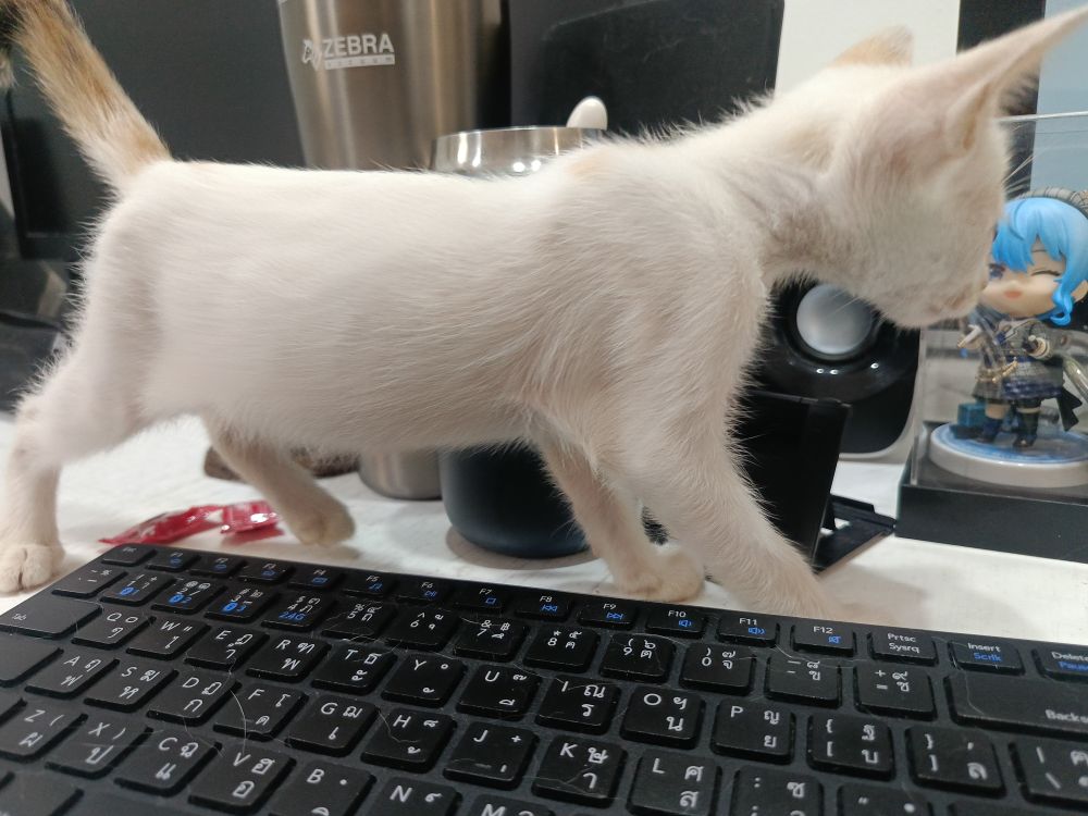 ตัวเล็กสำรวจโต๊ะทำงาน