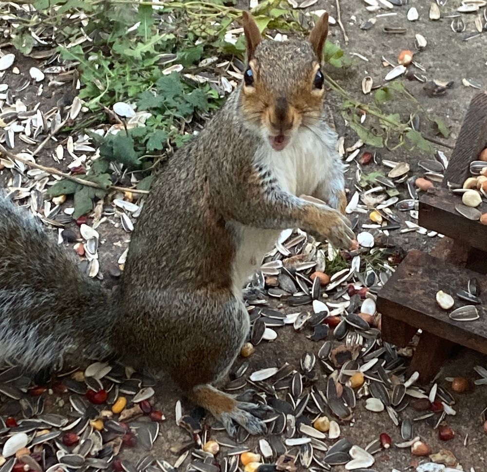 A grey squirrel stands upright next to a picnic table feeder, their mouth agape, looking scandalised. 