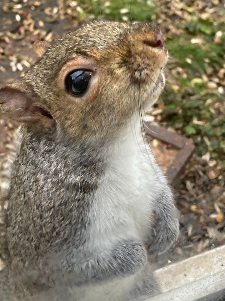 A close-up photo taken from indoors of a grey squirrel on the other side of the window, gazing aloft. 