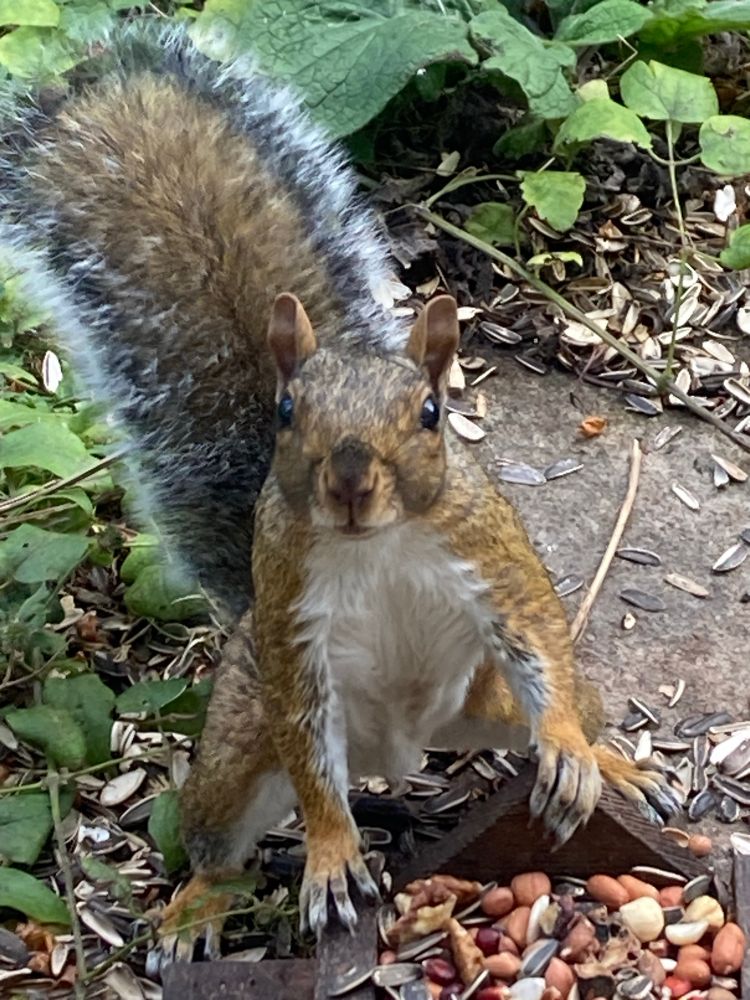 A grey squirrel stands at a miniature wooden picnic table covered in nuts and seeds and looks eagerly towards the camera. 