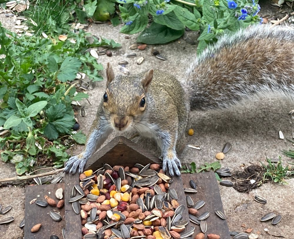 A grey squirrel stands with their front paws on either side of a table feeder covered in nuts and seeds, staring challengingly into the camera. 