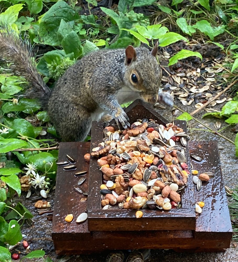 A slightly damp grey squirrel leans over to choose a nut from a wet miniature picnic table. 