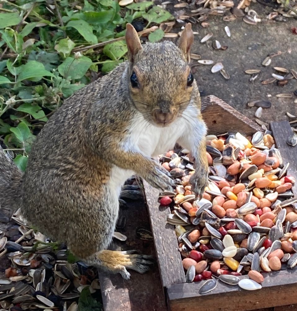 A grey squirrel hunches menacingly over a miniature wooden picnic table, their front paws held apart in a gesture that implies they’d like to wrap them round the photographer’s throat. 