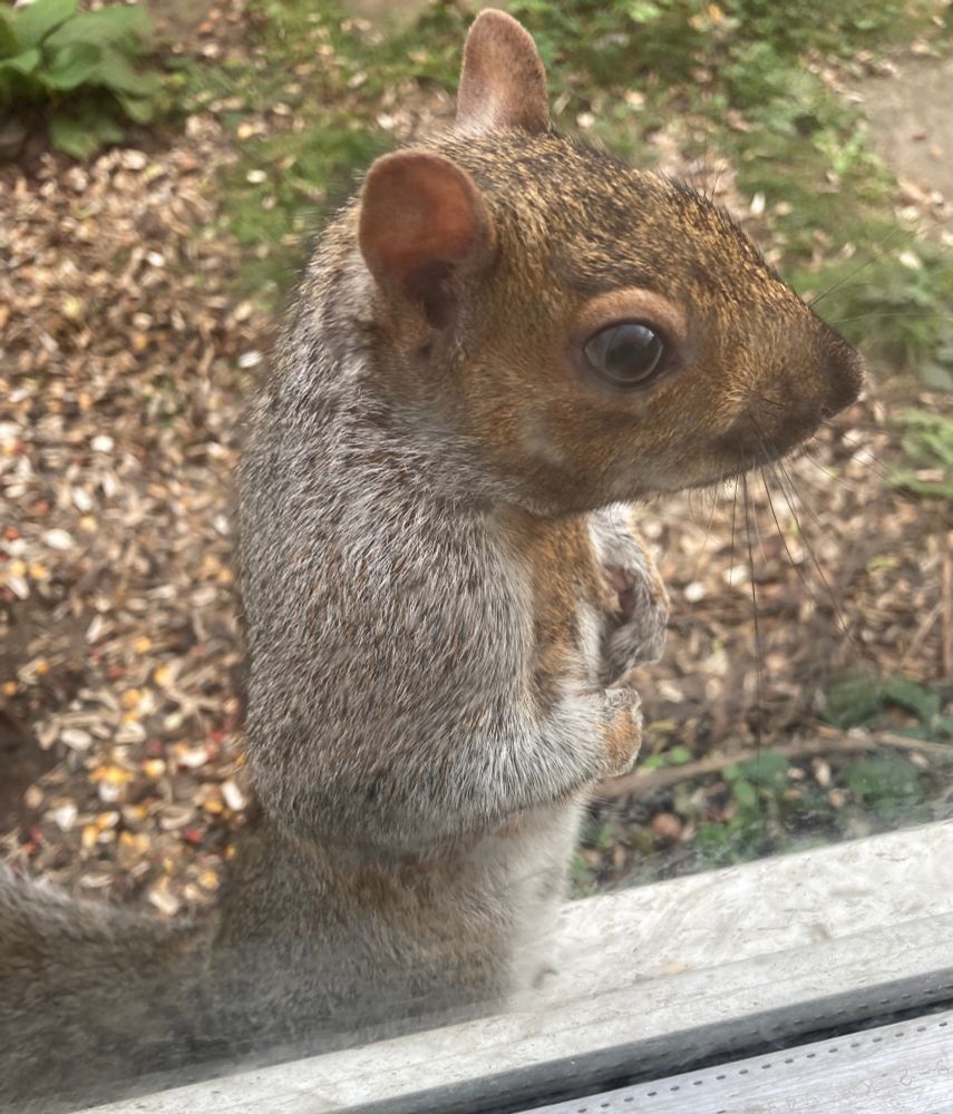 A grey squirrel poses upright in profile facing to the right. 