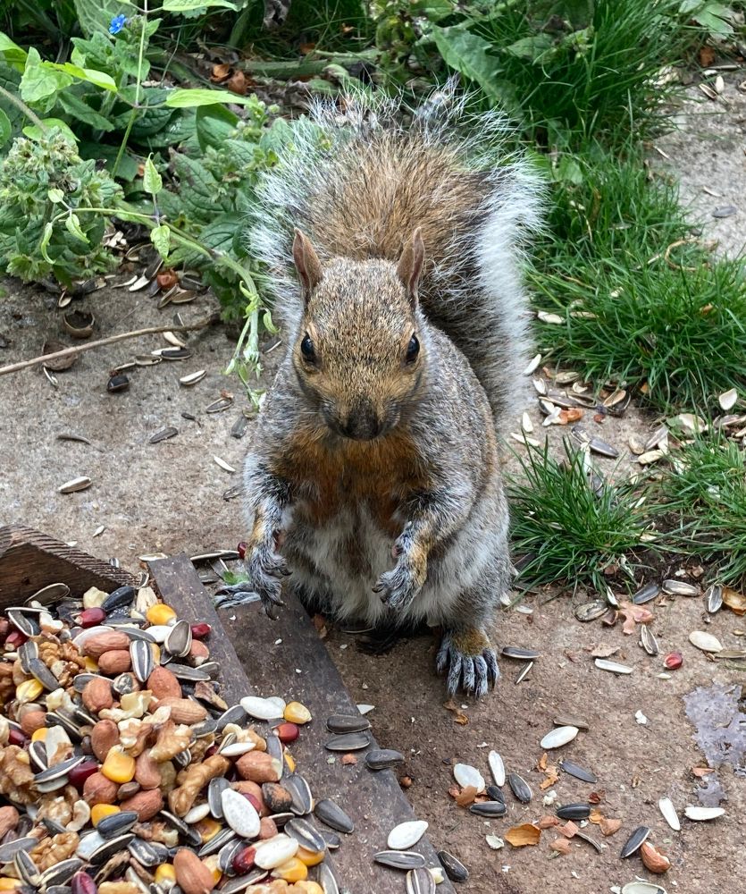 A grey squirrel with brown patches on their chest and abdomen stands upright next to a feeder covered in nuts and seeds with their front paws held apart in front of them. 