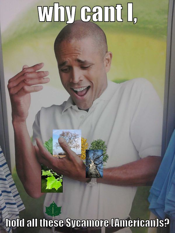 why cant I, hold all these Sycamore (American)s?