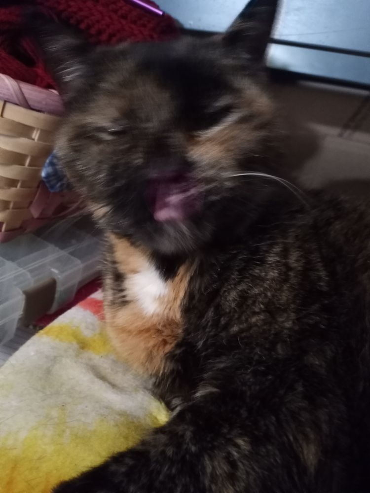 Picture of motion blur cat because she yawned while I took the picture 