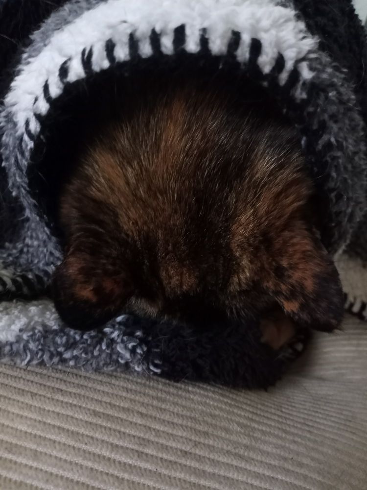 Top of a cats head poking out of a blanket 