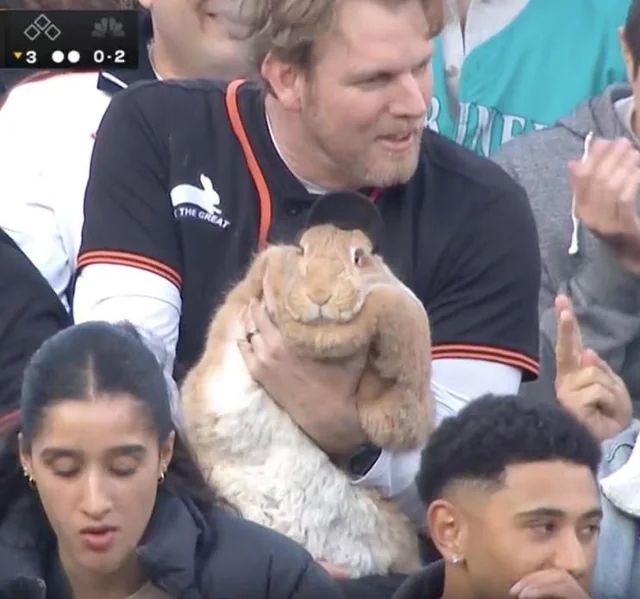 man at baseball game holding the biggest fucking bunny rabbit you've ever seen in your life. and he's wearing a hat