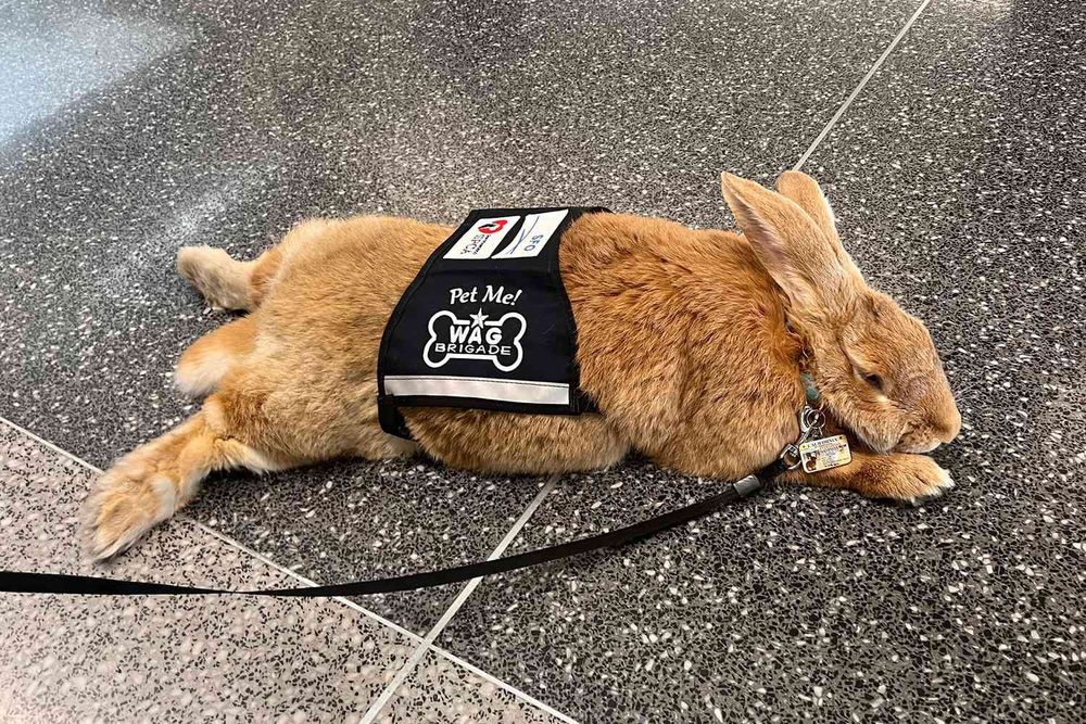 the bunny wearing his service vest, legs floofed out on the floor. It's hard to tell from the scale of the picture but he's so fucking big