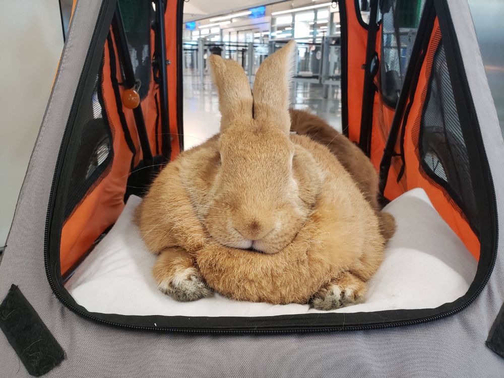 said bunny in his carrier, which is palanquin sized