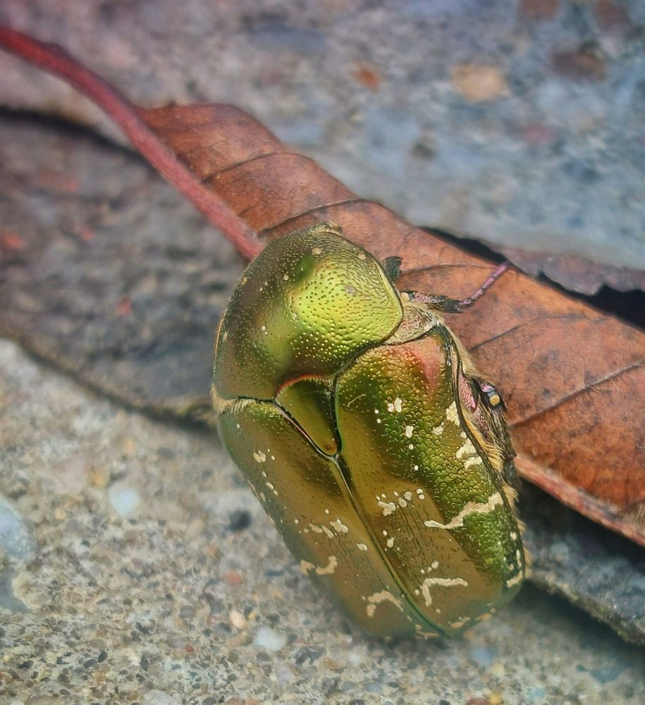 Ein grün schimmernder Rosenkäfer auf einem trockenen Blatt 