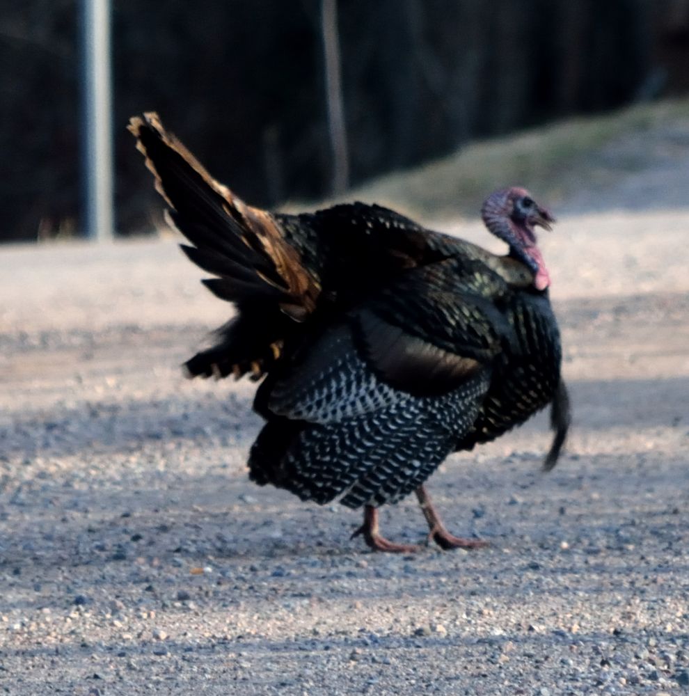 A wild turkey in honor of the holiday.