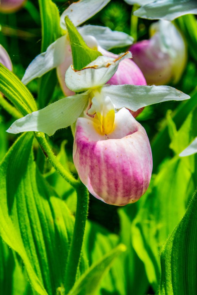 Portrait of a pink Lady Slipper Orchid. The are abundant here in the summer and decorate the forests with their color. We have a yellow version as well.