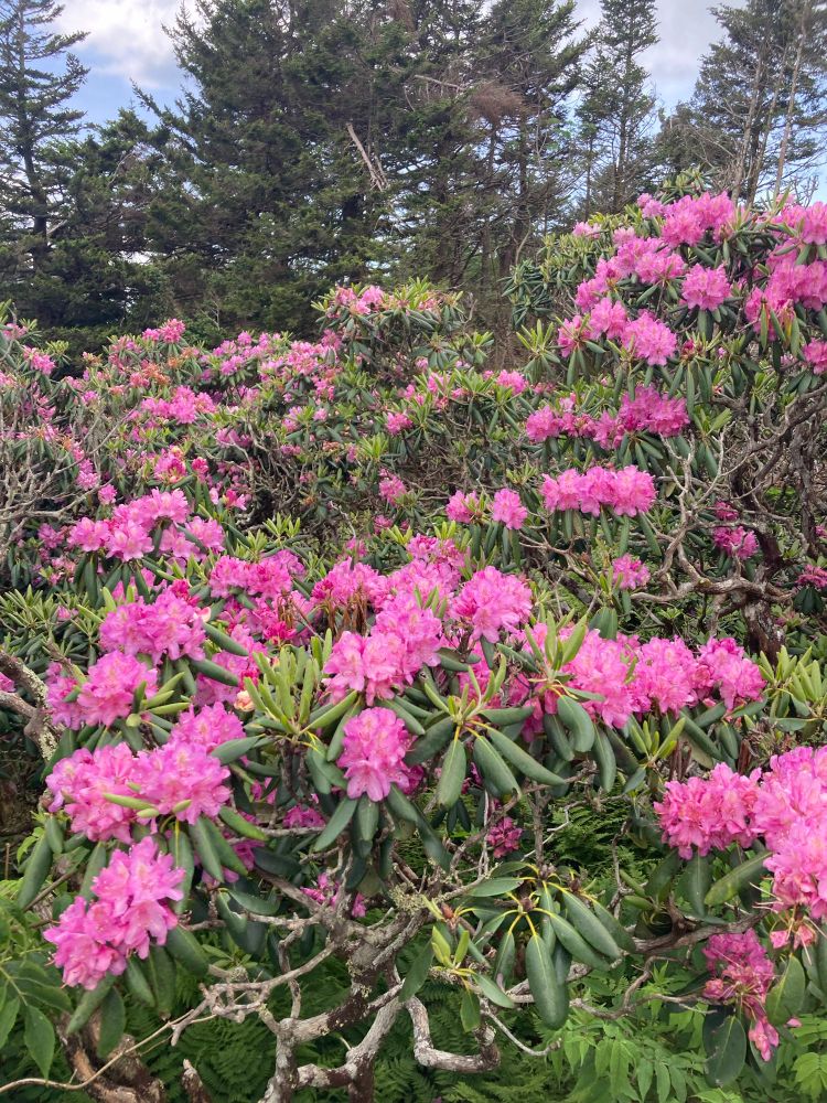 A rhododendron shrub covered in pink blooms. There are so many bees on it that it sounds like the shrub itself is buzzing. There is a line of tall pines in the background under a blue sky full of white clouds.