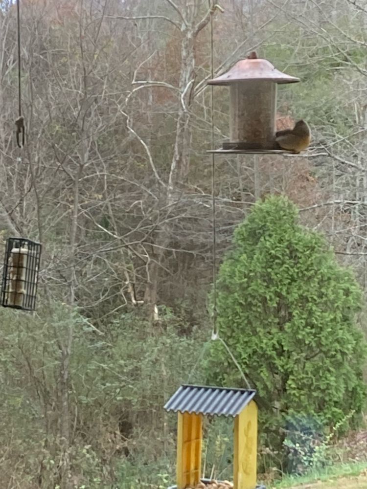 A female cardinal sits comfortably on the side of a full bird feeder with his back to the camera. There are trees in the background. 