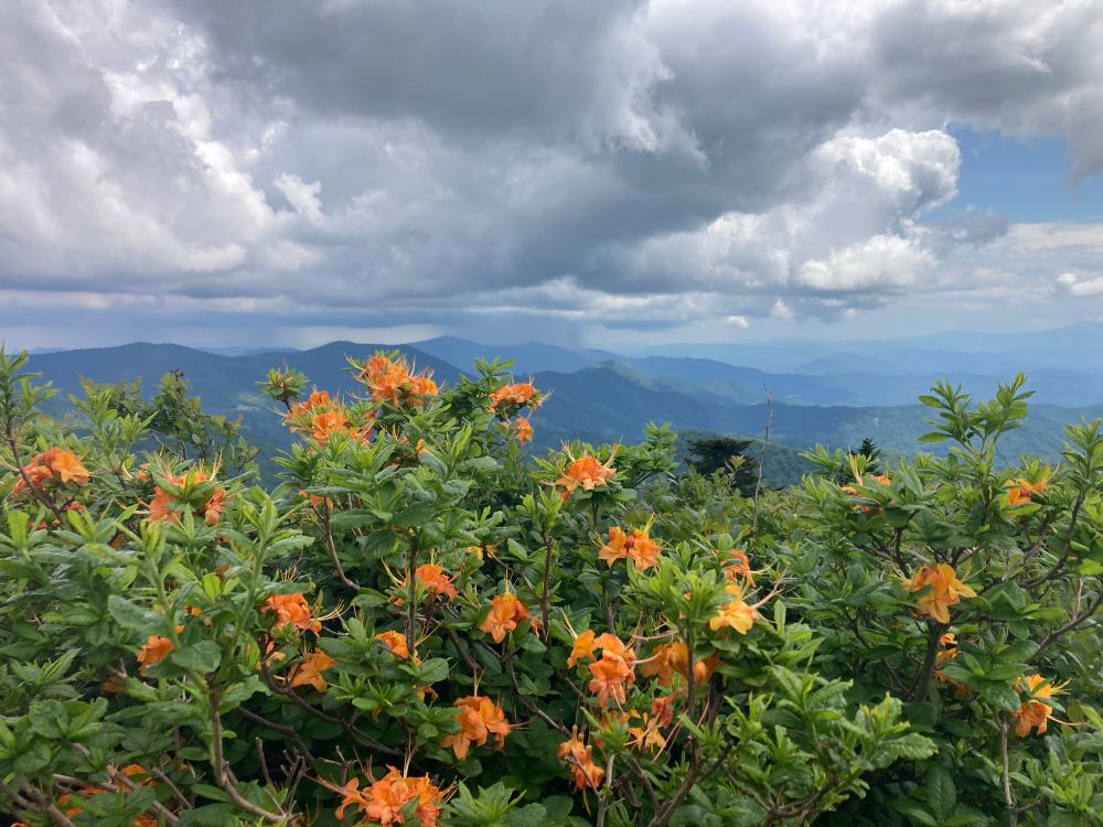A flame azalea blooming in bright orange on the top of Roam Mountain neat the Appalachian Trail. In the far distance, a cone of heavy rain is falling from a dark cloud onto a tall mountain.