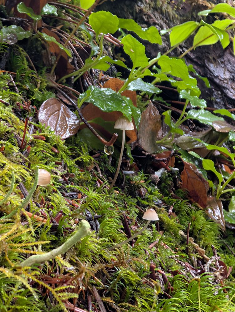 A picture of moss and tiny mushrooms, a small green plant, and some brown fallen leaves. The mushrooms are maybe 1-2cm tall.