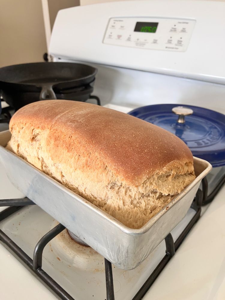 Fresh baked loaf of bread, still in the baking tin.
