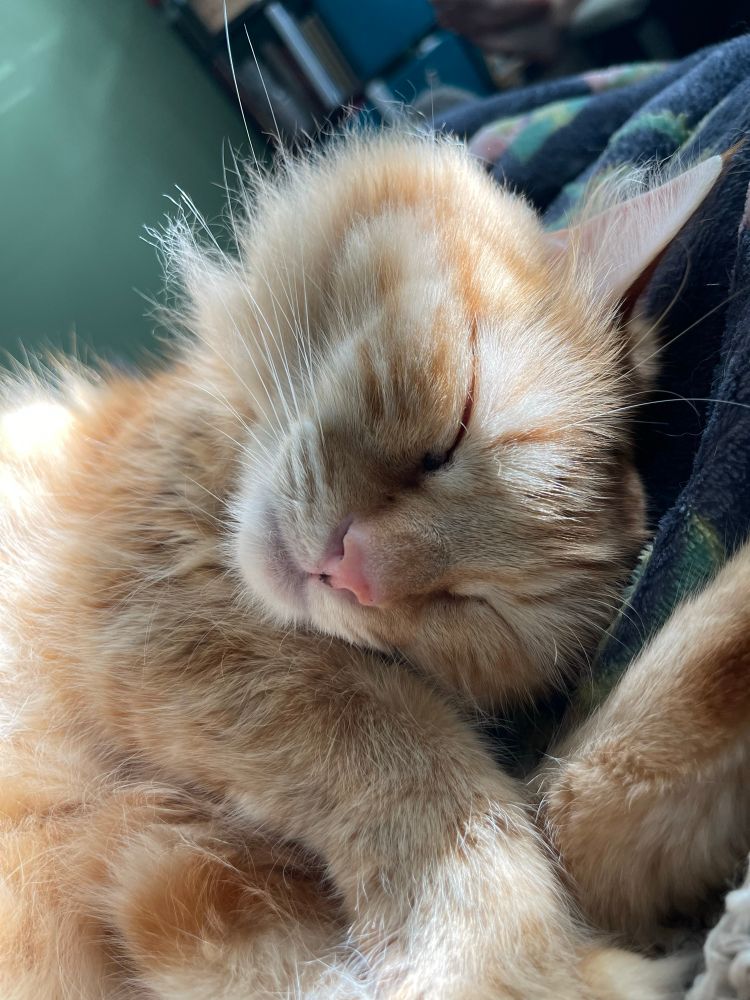 Fuzzy sleeping orange cat.