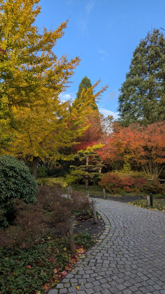 Ein Bild von einem Park in Hamburg, auf dem die Blätter ihre Farben zeigen.
