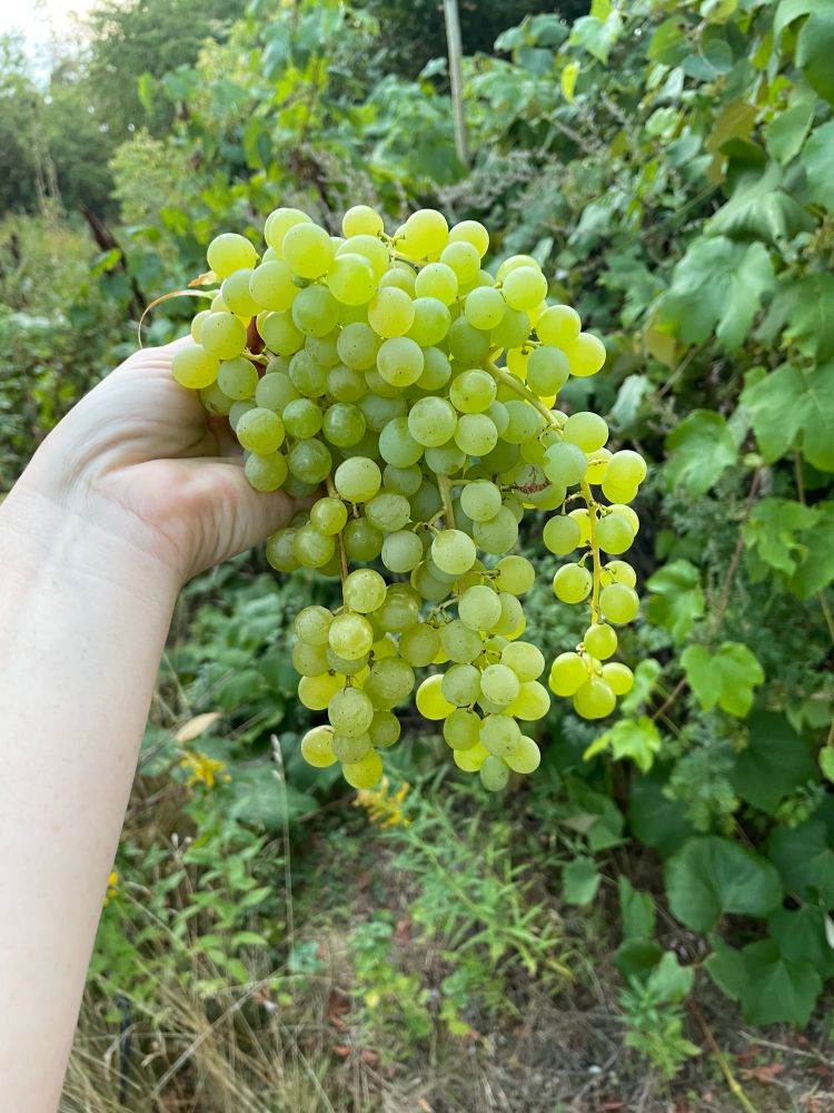 My hand holding a few bunches of small green grapes freshly picked from the vines in my garden.