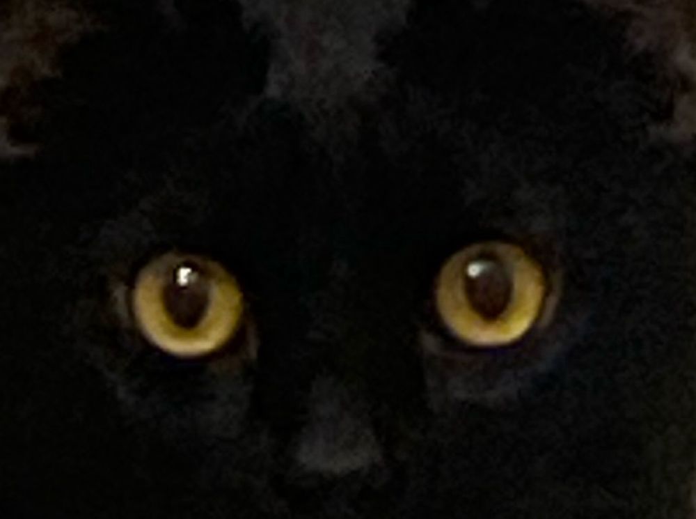 Black cat cropped REAAAALLY close to the camera and it’s my roommate’s cat
